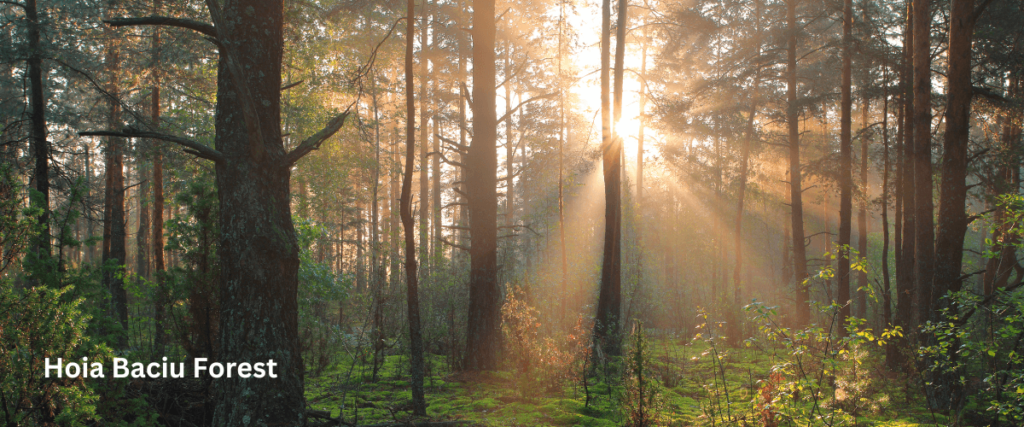 Horia Baciu Forest magic