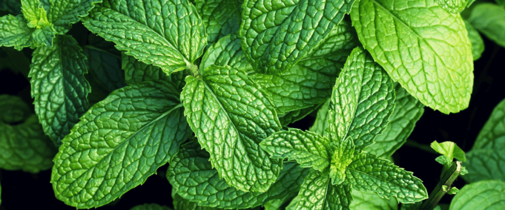 Mint to attract wealth